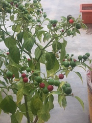 Burchellia