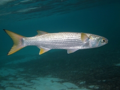 Flathead Grey Mullet photo 2