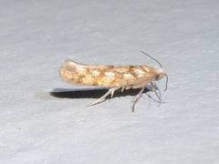 Argyresthia alternatella
