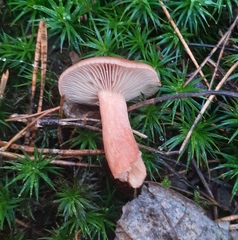 Lactarius hepaticus