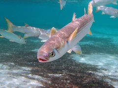 Flathead Grey Mullet photo 3