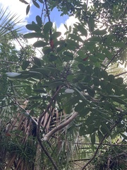 Simarouba