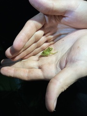 Pristimantis eriphus