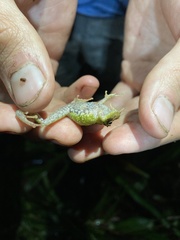 Pristimantis eriphus
