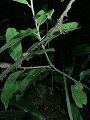 Pristimantis incomptus