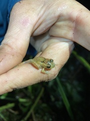 Pristimantis incomptus