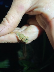 Pristimantis incomptus