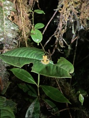Pristimantis eriphus