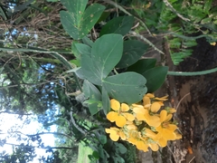 Senna bacillaris