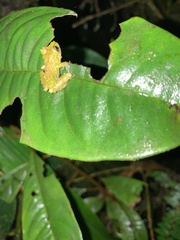 Pristimantis eriphus