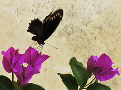 Battus polydamas polydamas