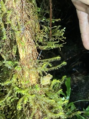 Pristimantis eriphus