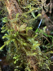 Pristimantis eriphus