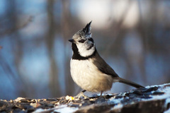 Lophophanes cristatus