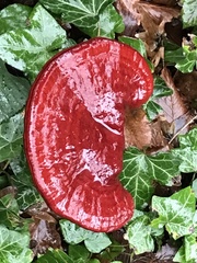 Ganoderma lucidum
