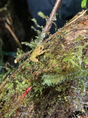 Pristimantis eriphus