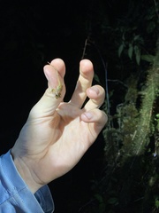 Pristimantis eriphus