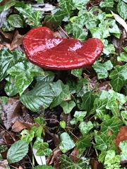 Ganoderma lucidum