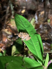 Pristimantis bellae