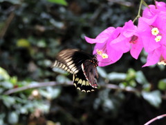 Battus polydamas polydamas