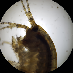 Gammarus roeselii