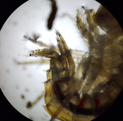Gammarus roeselii