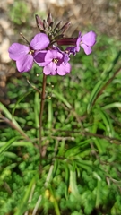 Erysimum linifolium