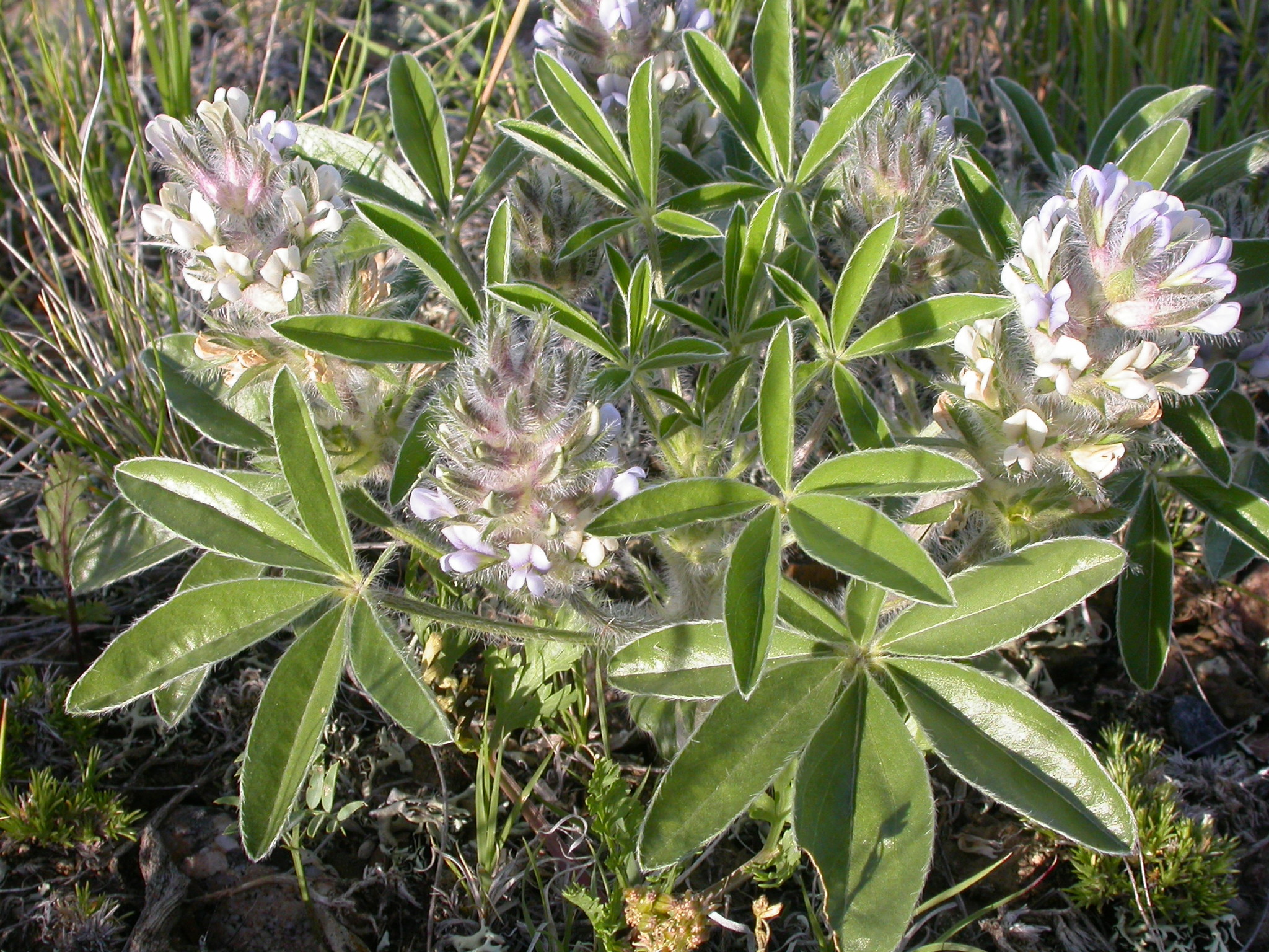 Pediomelum esculentum