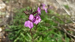 Erysimum linifolium