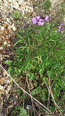 Erysimum linifolium