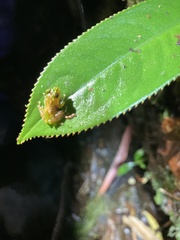 Pristimantis eriphus