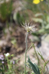 Pulsatilla albana