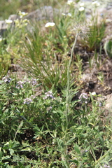 Pulsatilla albana