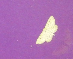 Scopula benitaria