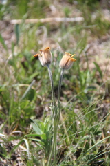 Pulsatilla albana
