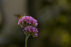 Macroglossum stellatarum