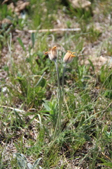 Pulsatilla albana