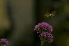 Macroglossum stellatarum