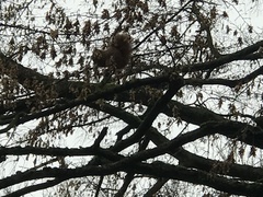 Sciurus vulgaris