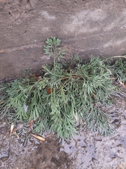 Artemisia