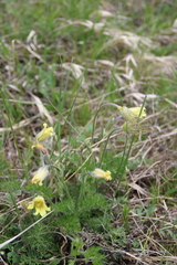 Pulsatilla albana