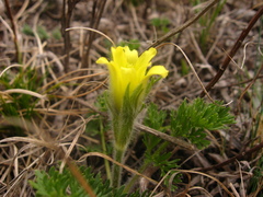 Pulsatilla albana