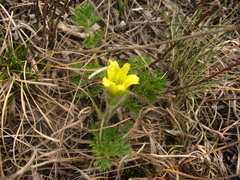 Pulsatilla albana