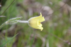 Pulsatilla albana