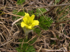 Pulsatilla albana