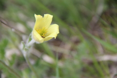 Pulsatilla albana