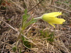 Pulsatilla albana