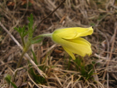 Pulsatilla albana