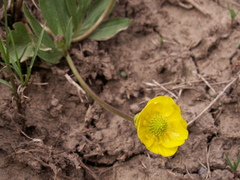 Ranunculus songaricus