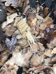 Castor fiber